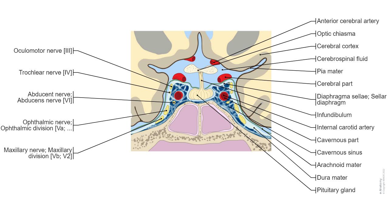 Infundibulation Types Infundibulum Brain Anatomy Chapter 16. Brain | Basicmedical Key