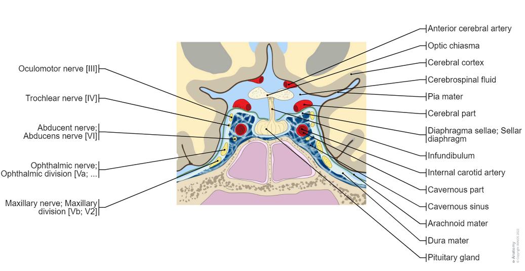 뇌의 해부학 다이어그램 | e-Anatomy