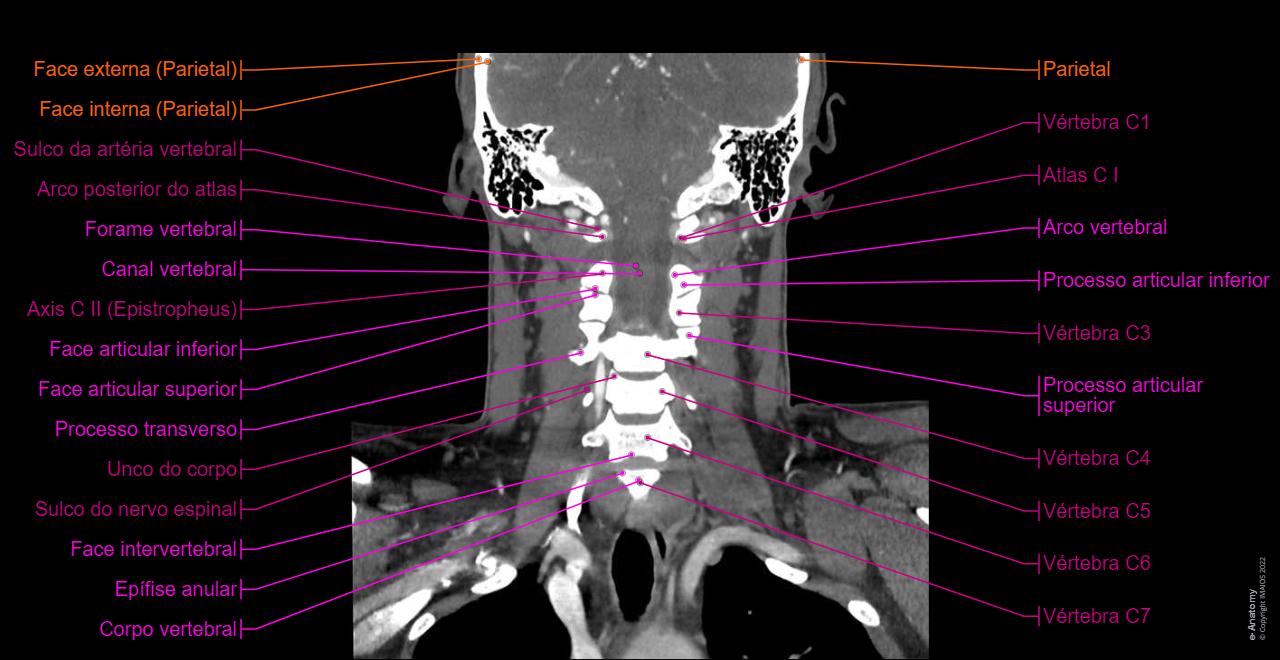 Anatomia Do Pescoco Humano anatomia-do-pescoco-humano