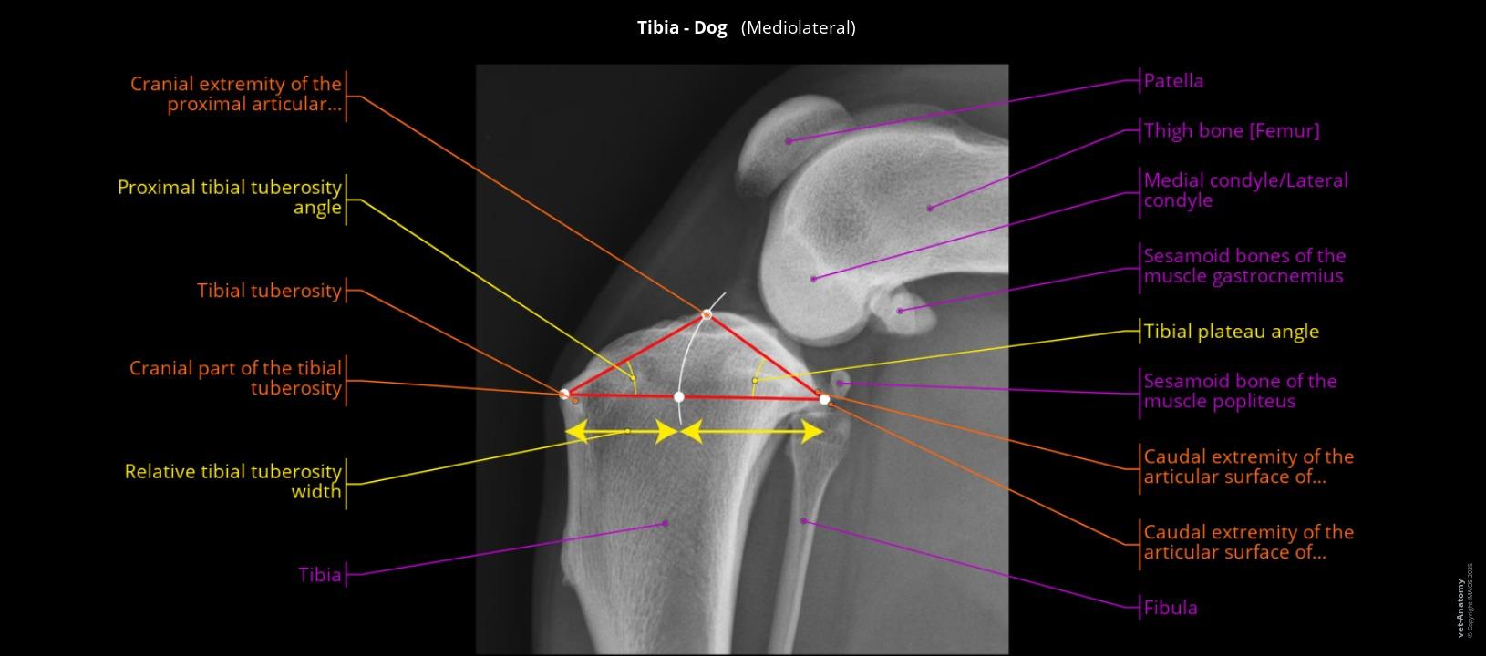 Axes Tibia Axes and angles in canine orthopedics: Labeled radiographs and CT scans ...