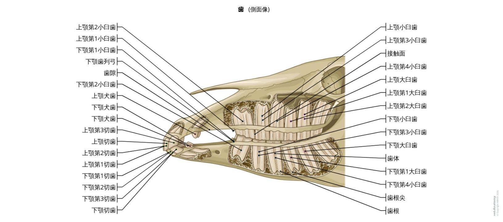 馬の歯科解剖学: 定義とラベル付きイラスト52枚 - vet-Anatomy 馬の歯科解剖学: 定義とラベル付きイラスト52枚 - vet-Anatomy