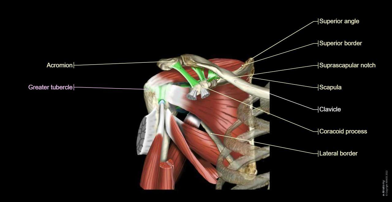 Shoulder Anatomy Mri