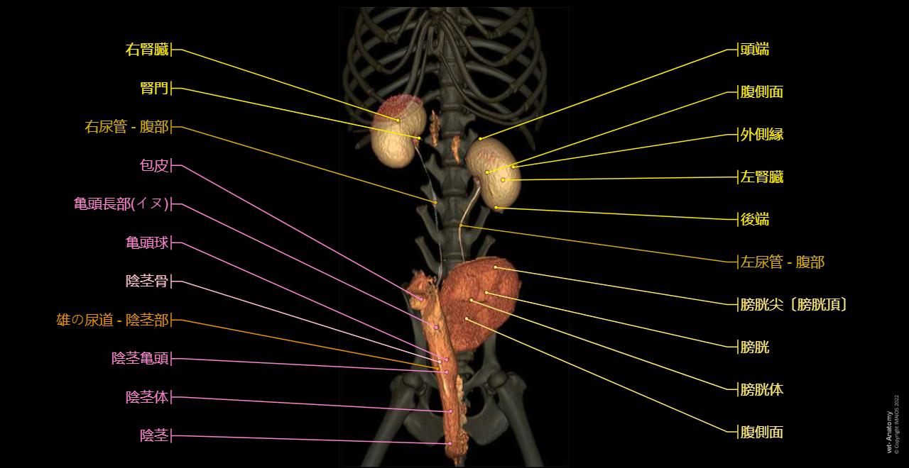 犬ー腹部ー骨盤(CT): 正常解剖学 | vet-Anatomy