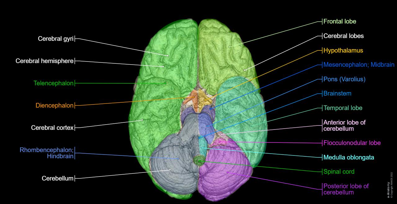 Normal Brain Mri Labeled Magnetic Resonance Images Of The Brain (MRI