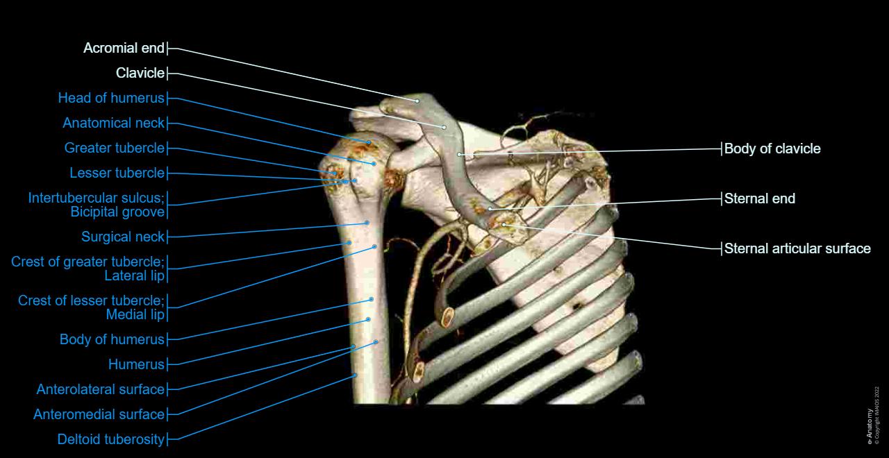 Shoulder Arthrogram Approach Artrogramma TC dell’articolazione della spalla: anatomia normale| e-Anatomy