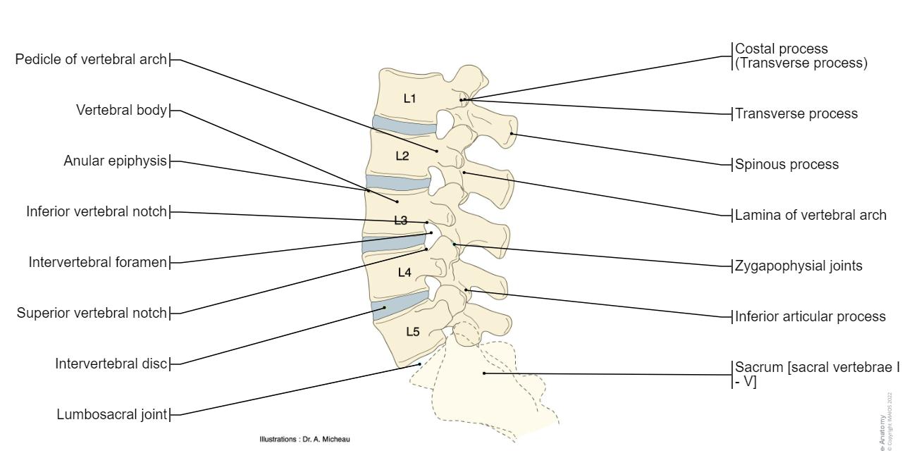 Anatomy of the spine and back: normal anatomy e Anatomy Anatomy of the spine and back: normal anatomy e Anatomy