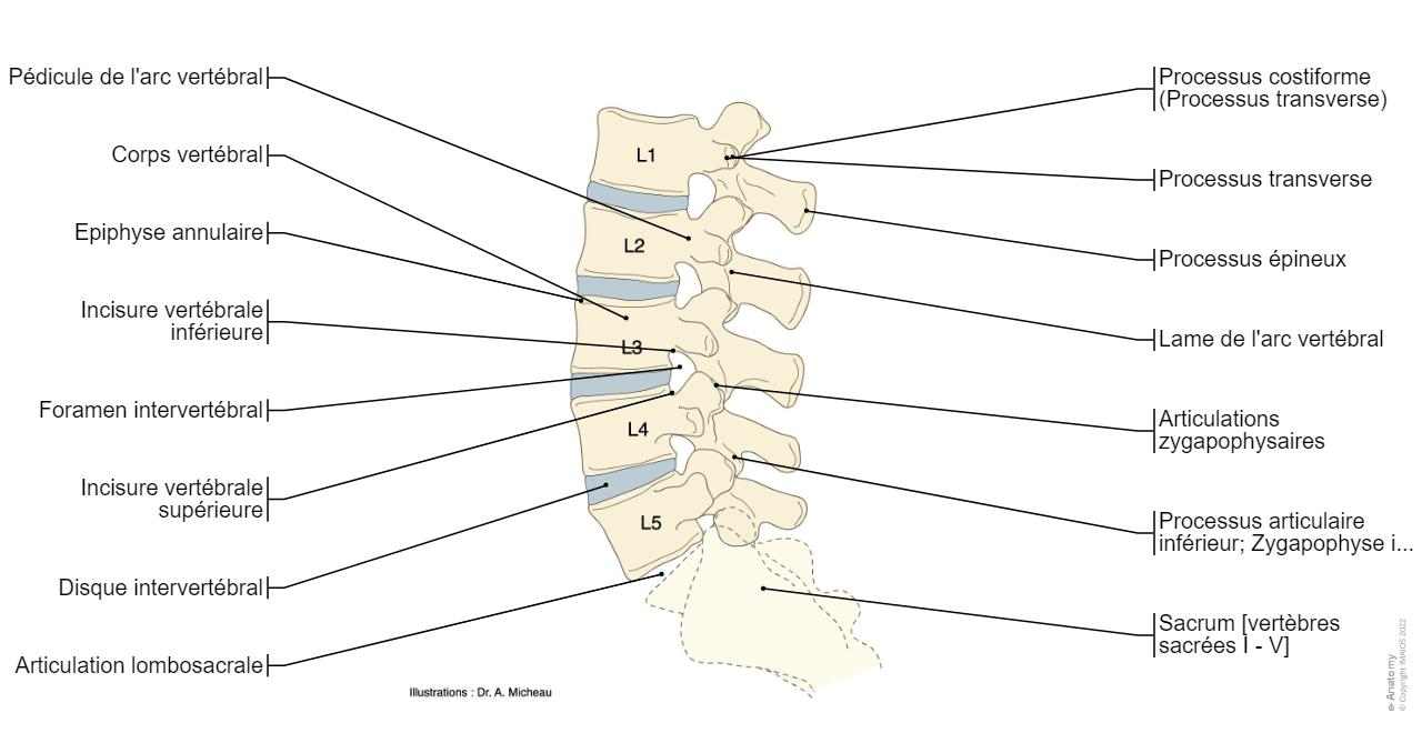 Schema Rachis Rachis Schémas : anatomie normale | e-Anatomy