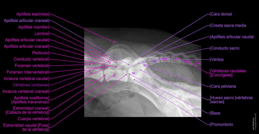 Radiografías de un perro: anatomía normal | vet-Anatomy