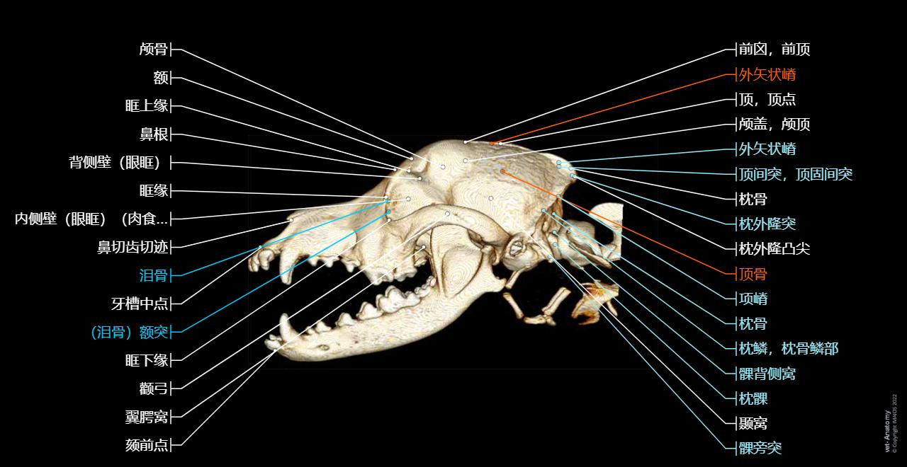 狗的头部(CT): 正常解剖 | vet-Anatomy