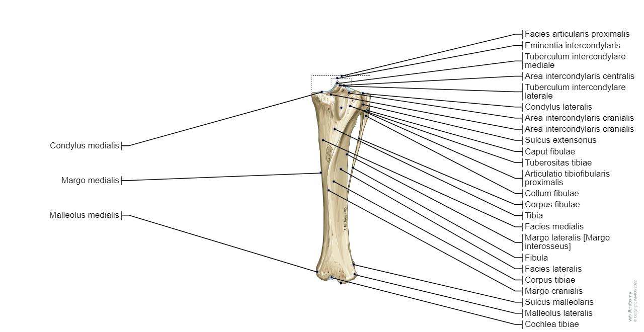 Pferd - Osteologie : normale anatomie | vet-Anatomy