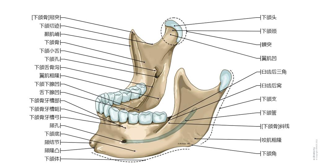 颅骨 图解 : 正常解剖 | e-Anatomy
