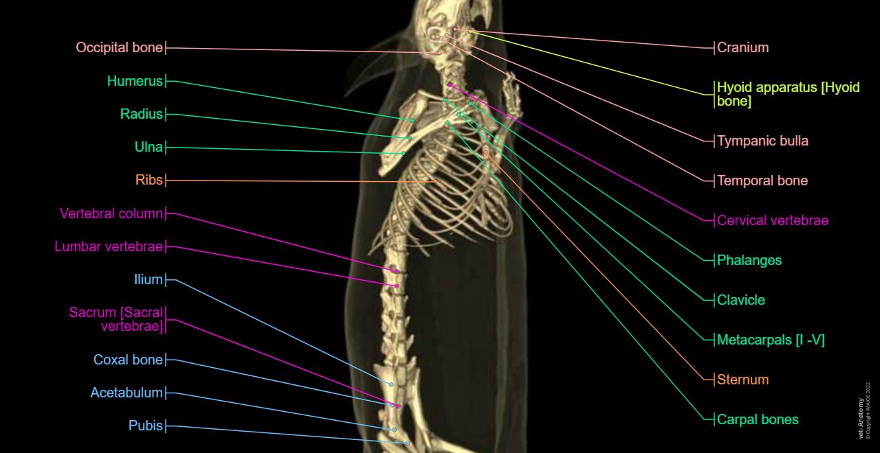 Mouse Bone Developet 실험실 쥐 해부학: 정상 해부학 | vet-Anatomy