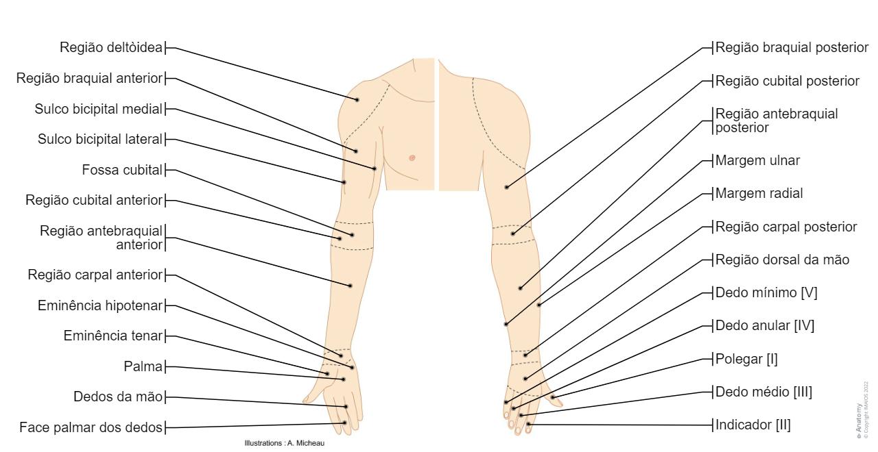 Anatomia do membro superior | e-Anatomy