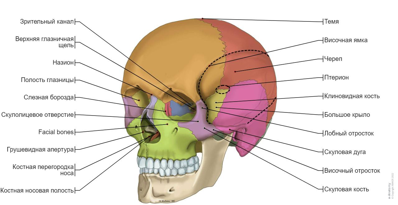E Anatomy e-anatomy