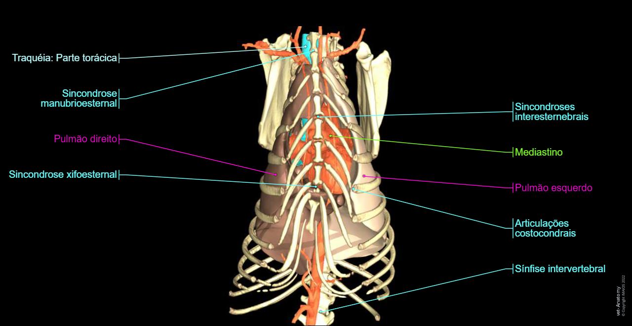 Atlas Ribs Tórax canino: anatomia normal | vet-Anatomy