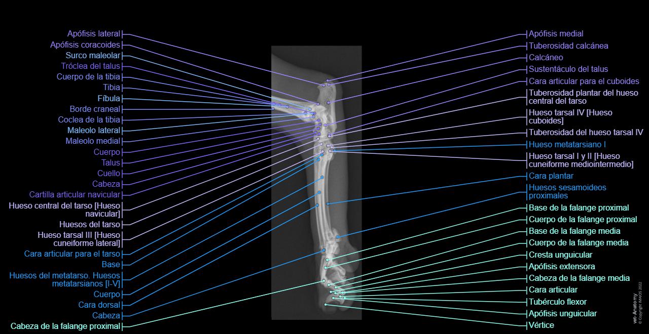 Chat Tibia Anatomía Del Gato: Cavidad Torácica Y Corazón WhatsVet