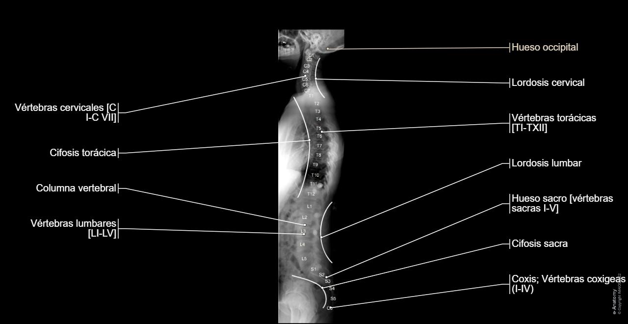 Columnna Columna vertebral radiografía estándar : anatomía normal | e-Anatomy