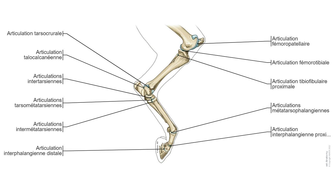 Cheval Os Cheval Ostéologie : anatomie normale | vet-Anatomy