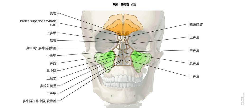 鼻和鼻旁窦附标记解剖插图| e-Anatomy