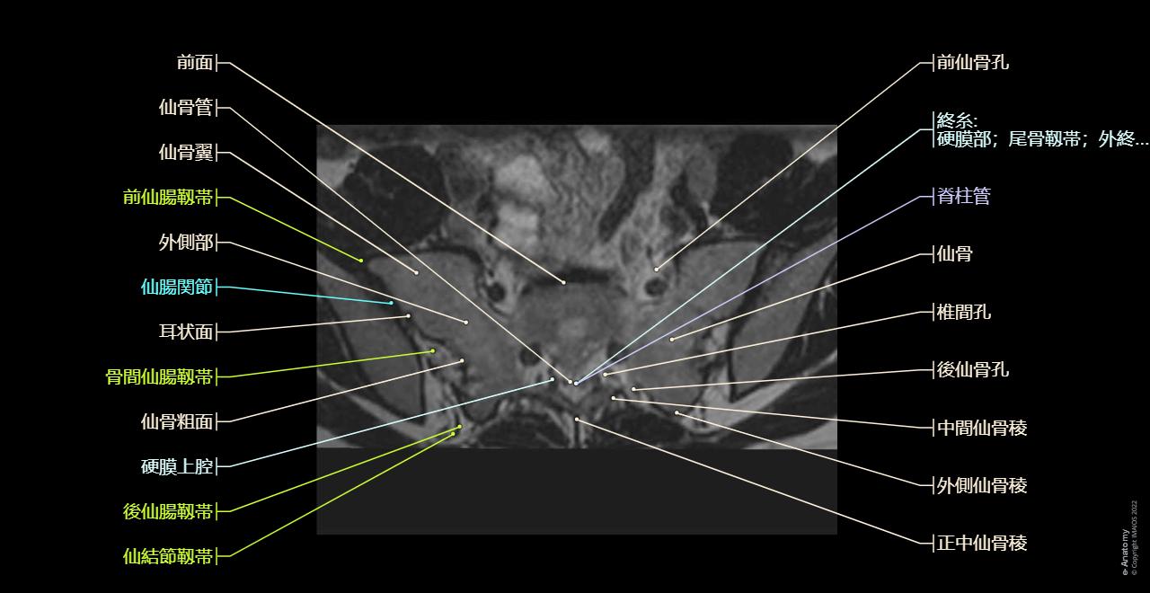 腰椎 : 正常解剖学 | e-Anatomy