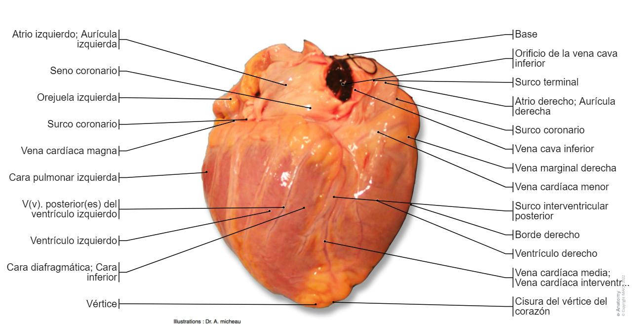 Partes Del Corazon Partes del corazon