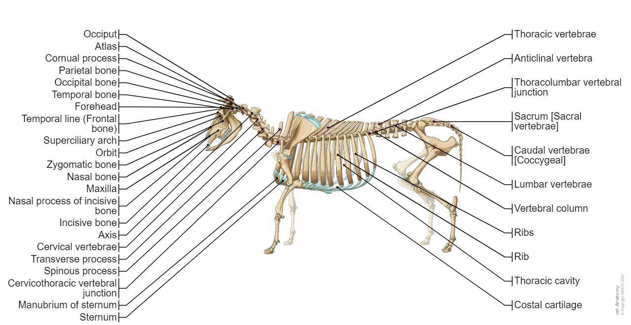 Featherbone Ribs Bovine osteology : normal anatomy | vet-Anatomy