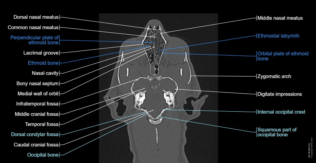 Cat Ear Scan CT 영상으로 보는 고양이의 머리와 목 해부학 | vet-Anatomy
