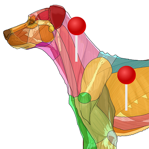 解剖学のキャプション付きアトラス:犬の図解: 正常解剖学 | vet 解剖学のキャプション付きアトラス:犬の図解: 正常解剖学 | vet