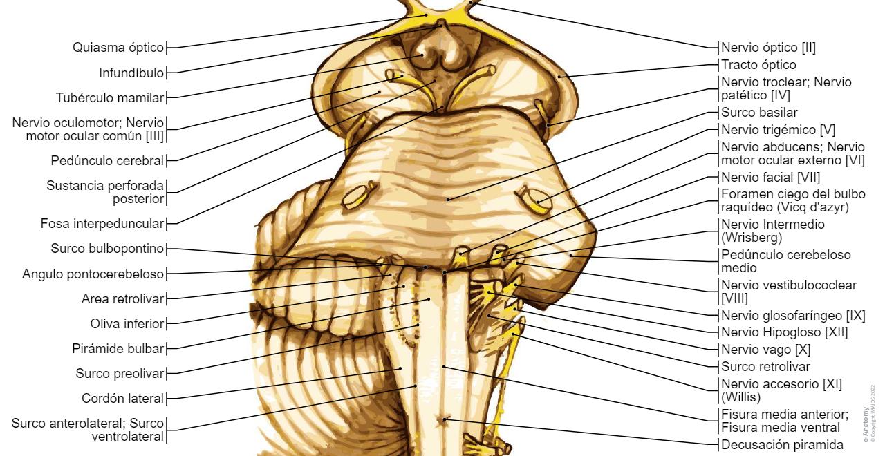 Bulbo Cerebro diagramas : anatomía normal | e-Anatomy
