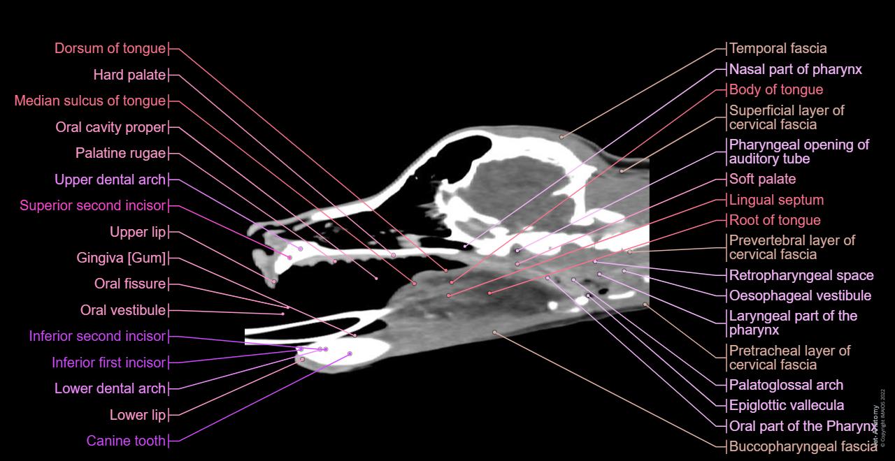 Ct Scan In Dogs The canine head and skull (CT): normal anatomy | vet-Anatomy