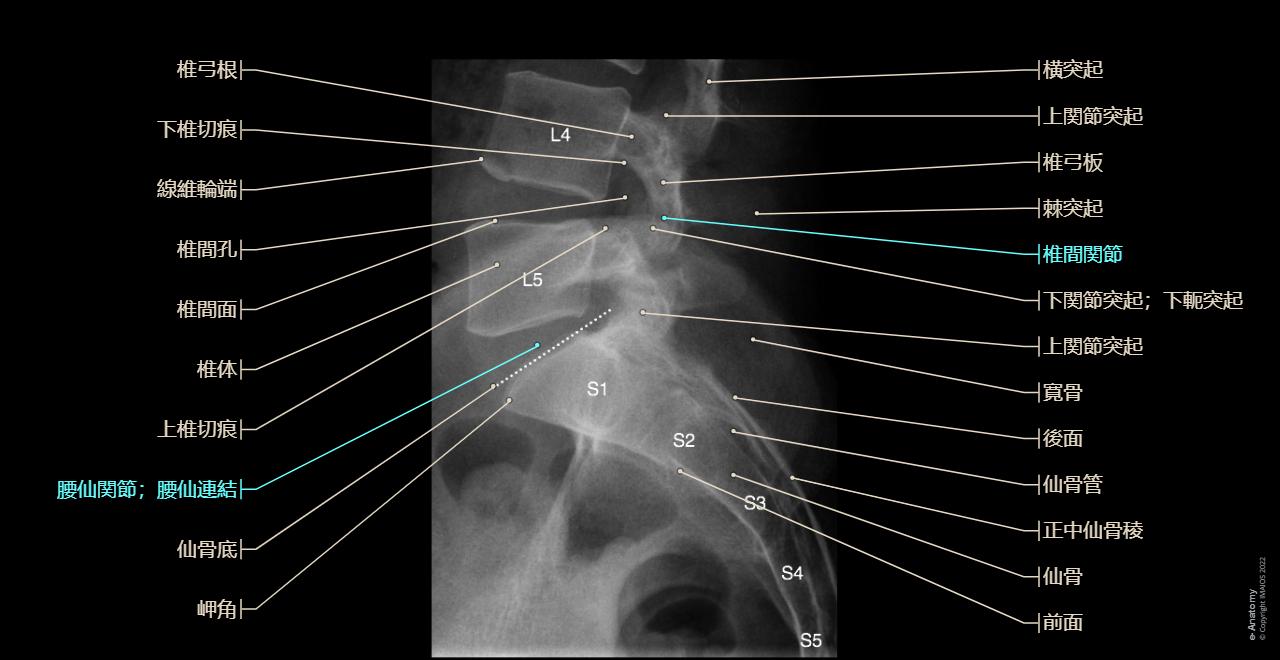 脊柱 標準レントゲン : 正常解剖学 | e-Anatomy
