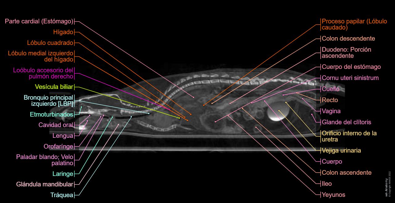 Rata Raton Anatomía Vascular De La Rata Video: A Model Of Free Tissue Transfer: