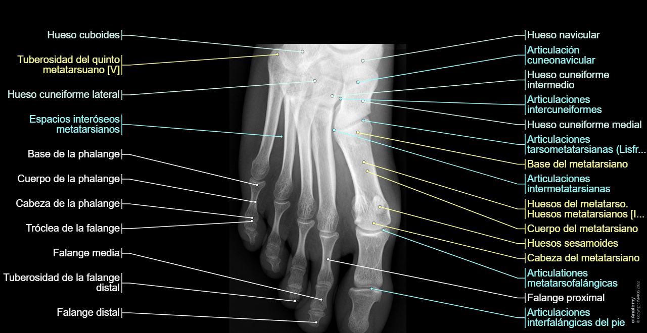 Anatomía De La Radiografía Lateral Del Pie Biomecánica Del Pie Cavo