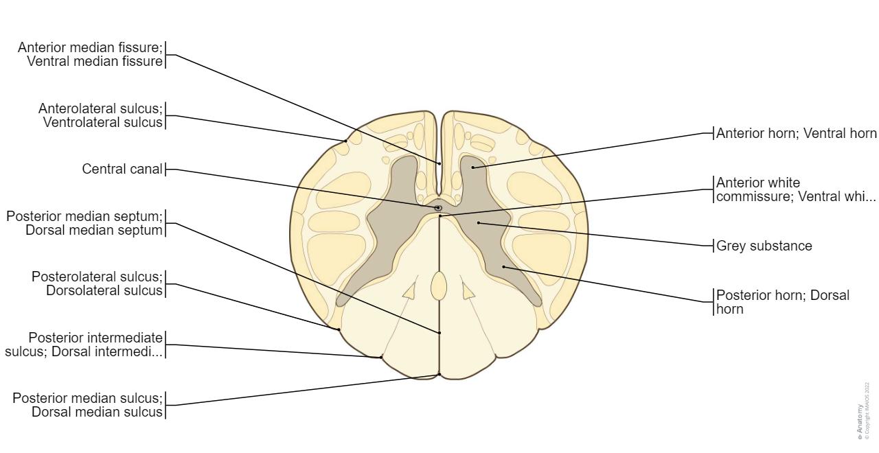 Funiculus Funiculus Posterior – Posterior Funiculus Definition – IGQGMB