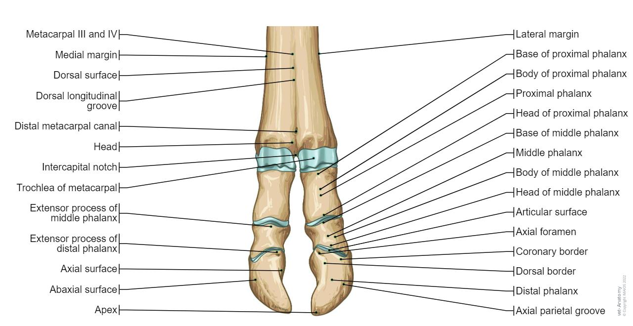 Bovine osteology : normal anatomy | vet-Anatomy
