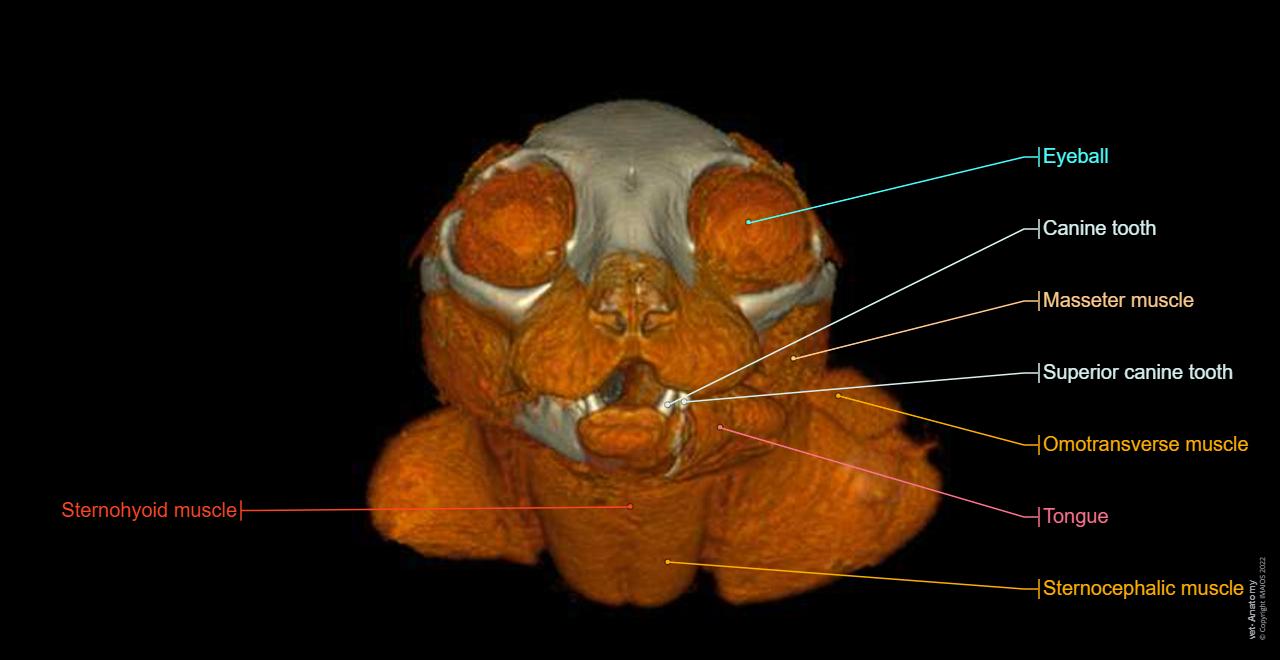 Head and neck anatomy of the cat on CT normal anatomy vet Anatomy Head and neck anatomy of the cat on CT normal anatomy vet Anatomy