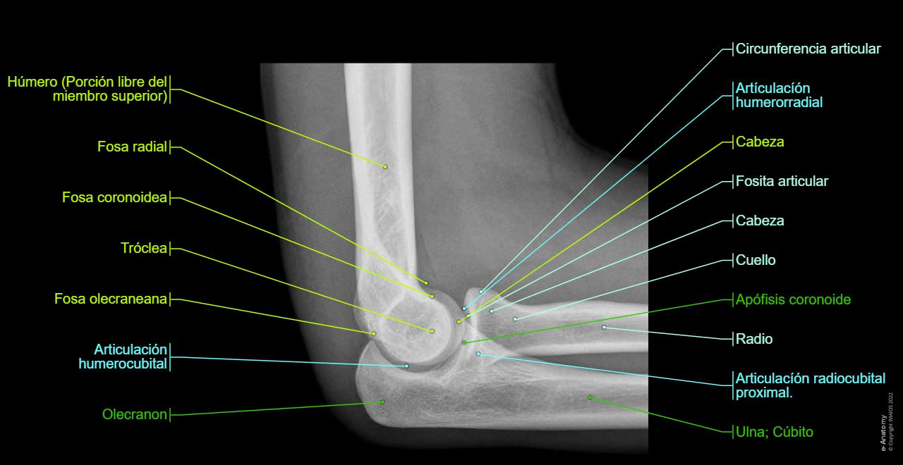 Anatomía Radiográfica Del Codo