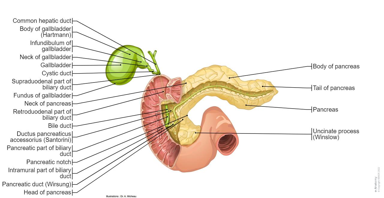 Diagram Of Duodenum And Pancrease Abdomen and digestive system diagrams: normal anatomy | e-Anatomy
