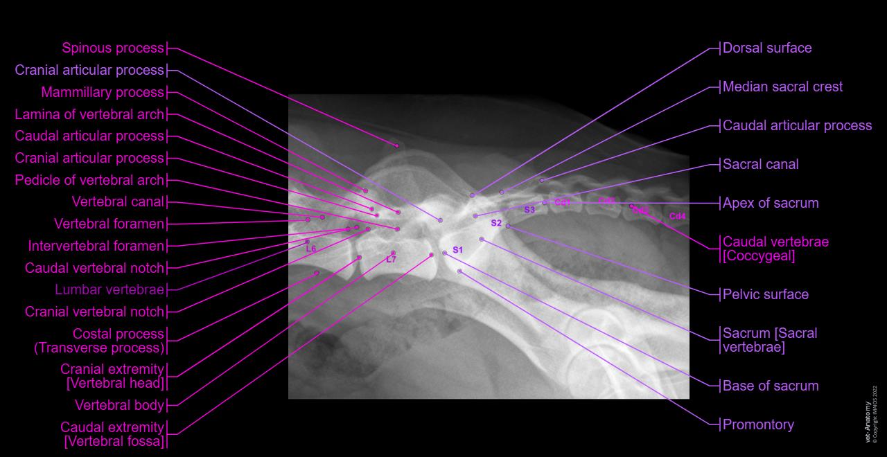 Rabbit Lateral Radiograph 개 방사선 사진: 정상 해부학 | vet-Anatomy