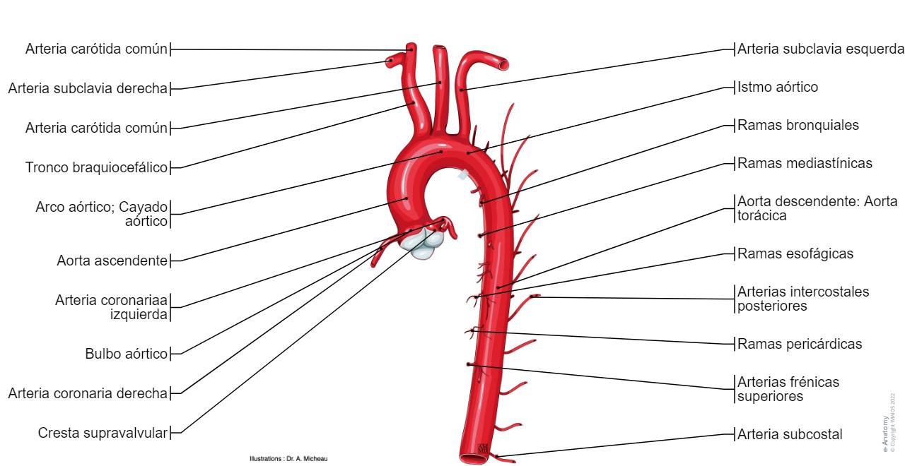 Anatomía De Las Ramas De La Aorta Aorta: Anatomía, Ramas,