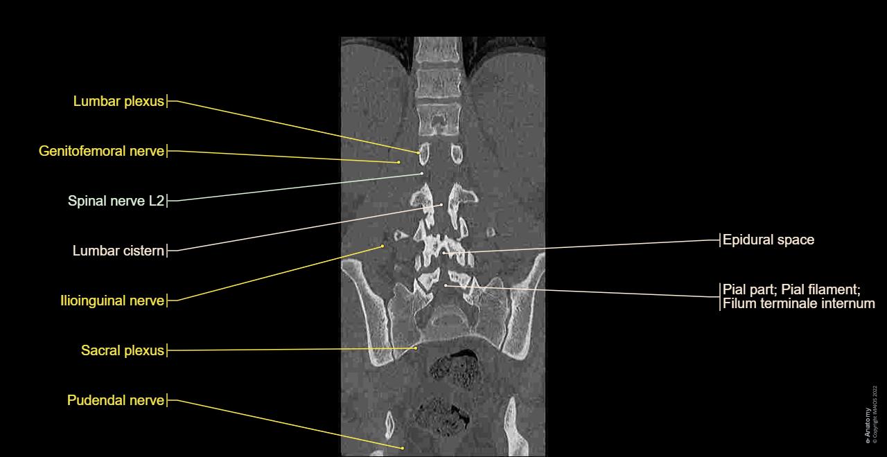 lumbar spine: normal anatomy | e-Anatomy