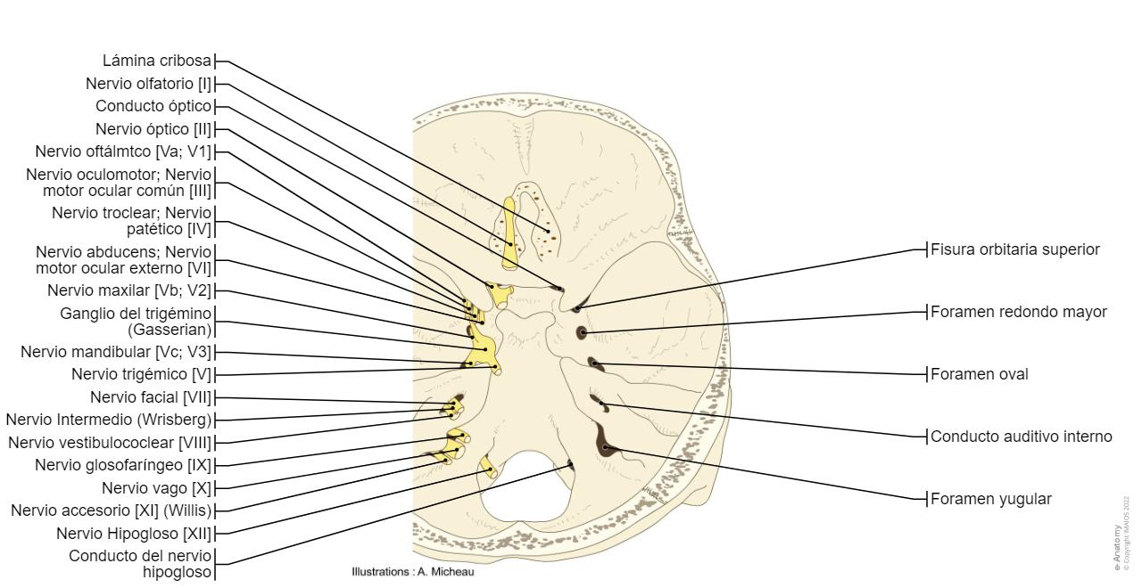 Formane Rasgado Pares craneales diagramas : anatomía normal | e-Anatomy