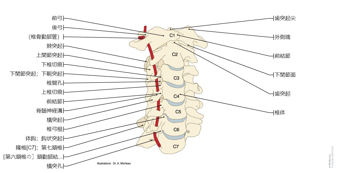 脊柱 ダイアグラム : 正常解剖学 | e-Anatomy