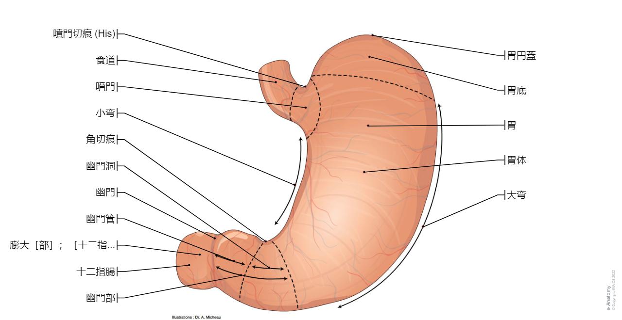 無修正 女性器解剖 図鑑