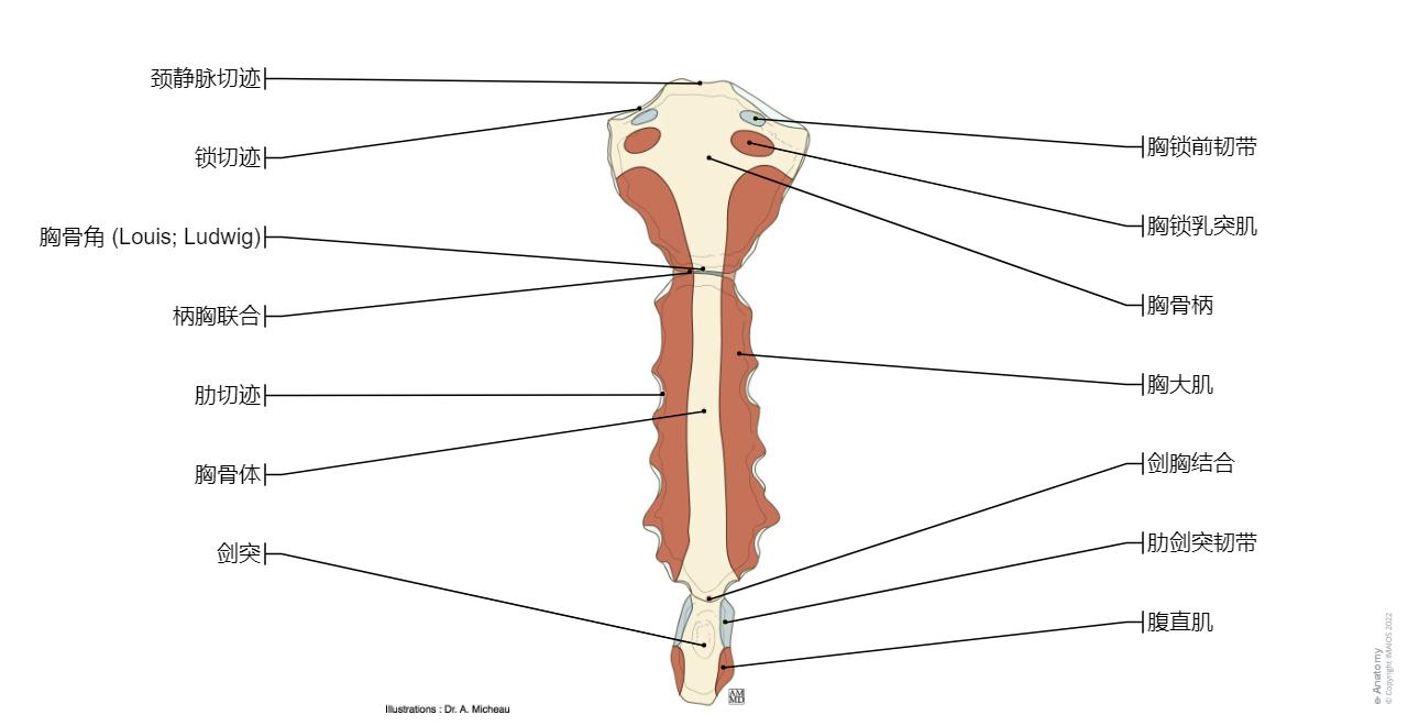 胸腔/乳房 : 正常解剖 | e-Anatomy
