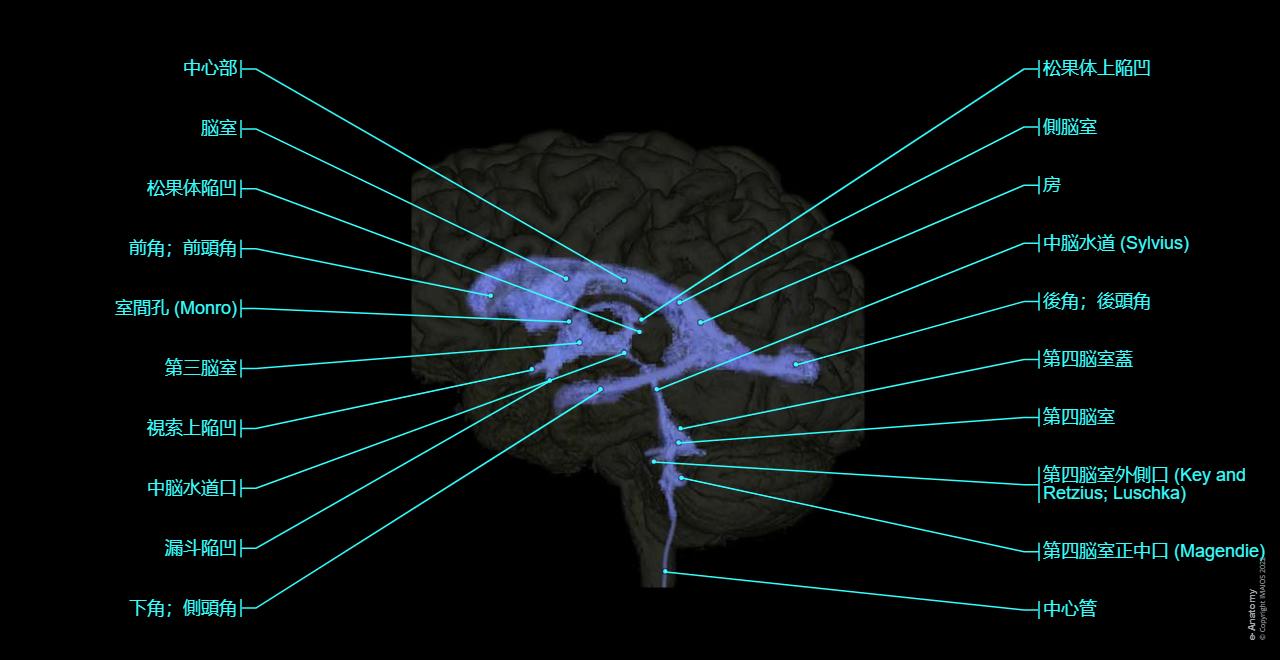 脳 MRI 3D : 正常解剖学 | e-Anatomy