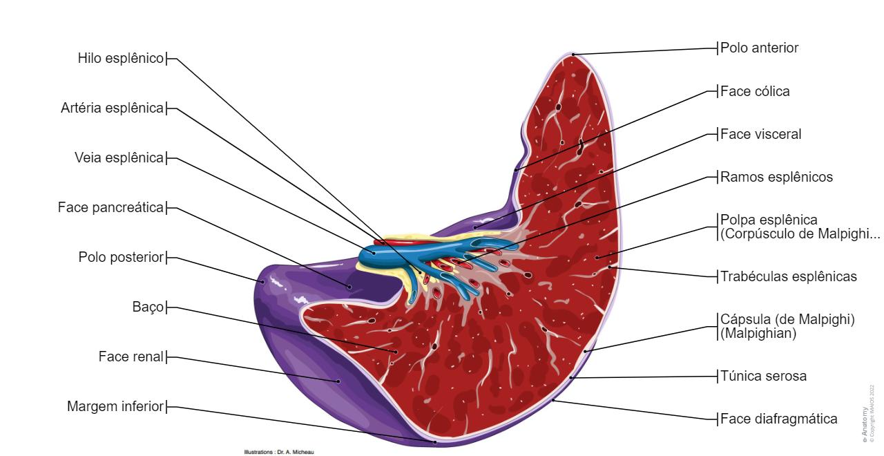 Intestino Normal Anatomia Do Diagrama Do Intestino