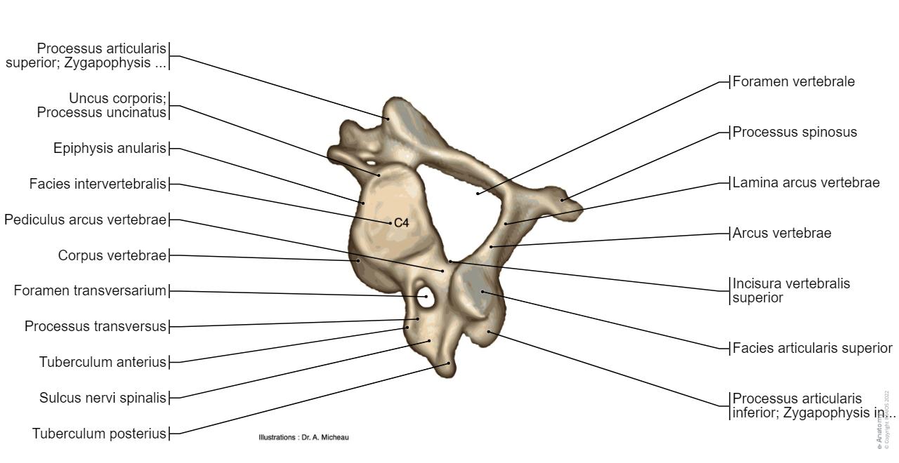Wirbels ule Diagramme Normale Anatomie E Anatomy wirbels-ule-diagramme-normale-anatomie-e-anatomy
