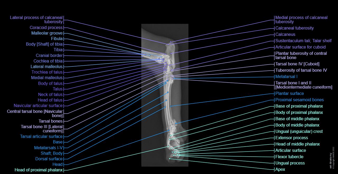 Normal Kitten Radiographs Radiographs of the cat: normal anatomy | vet-Anatomy
