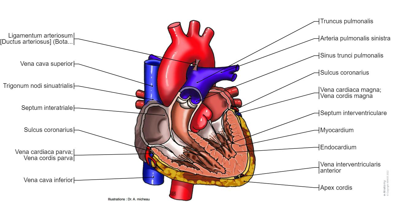 Herz Normale Anatomie E Anatomy herz-normale-anatomie-e-anatomy